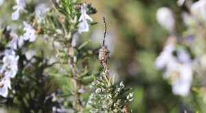 Rüyada Halı Silkelemek