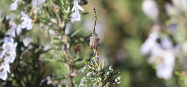 Rüyada Halı Silkelemek