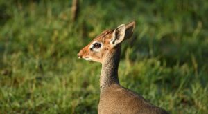 Rüyada Kabak Fidesi Dikmek