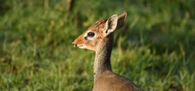 Rüyada Kabak Fidesi Dikmek