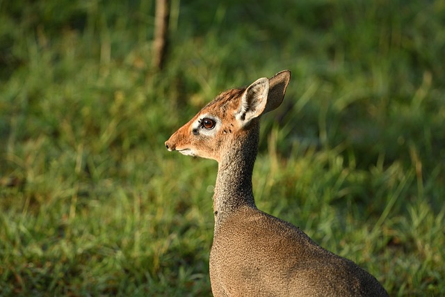 Rüyada Kabak Fidesi Dikmek