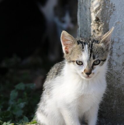 Rüyada Kafası Kopmuş Kedi Görmek