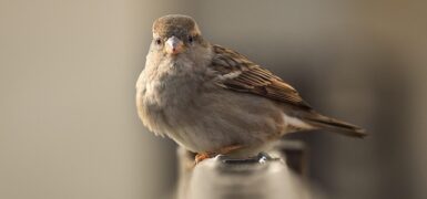 Rüyada Kafaya Kuş Pislemesi