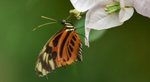 Rüyada Kahverengi Kelebek Görmek