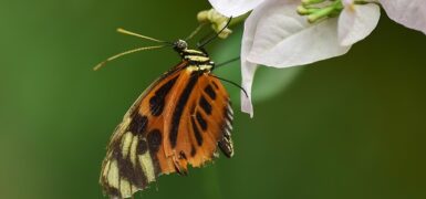 Rüyada Kahverengi Kelebek Görmek