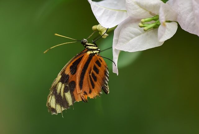 Rüyada Kahverengi Kelebek Görmek