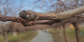 Rüyada Kahverengi Koltuk Görmek