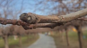 Rüyada Kahverengi Tülbent Görmek