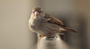 Rüyada Kuş Avlamak