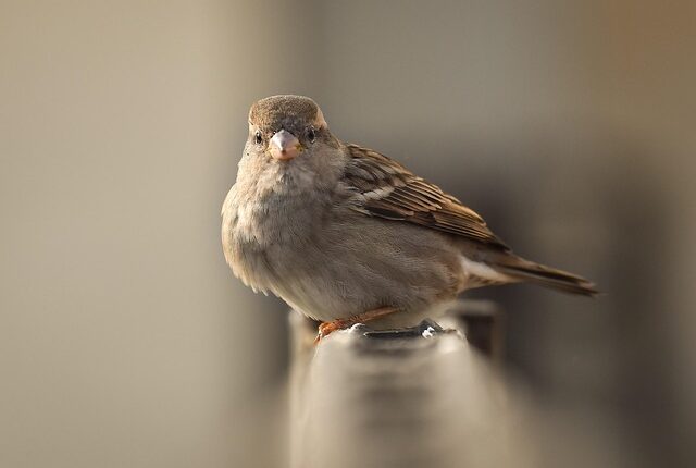 Rüyada Kuş Avlamak