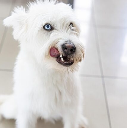 Rüyada Köpek Kesmek