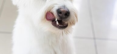 Rüyada Köpek Ve Kedi Görmek