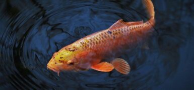 Rüyada Köy Muhtarı Görmek