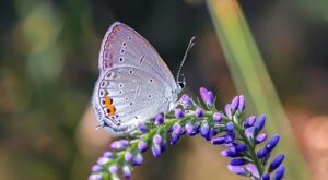 Rüyada Kına Yoğurmak