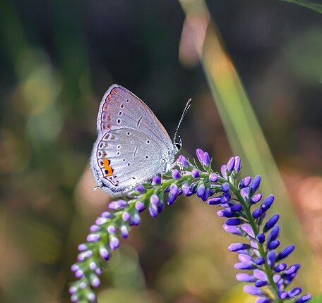 Rüyada Kına Yoğurmak