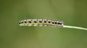 Rüyada Kırmızı Böcek Öldürmek