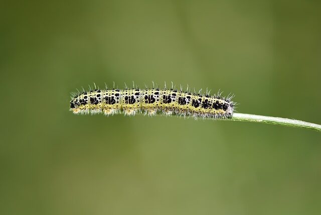 Rüyada Kırmızı Böcek Öldürmek