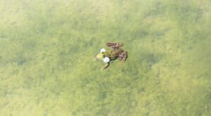 Rüyada Kızıl Saç Görmek