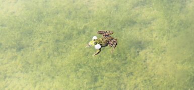 Rüyada Kızıl Saç Görmek