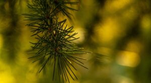 Rüyada Kızılcık Ağacı Görmek