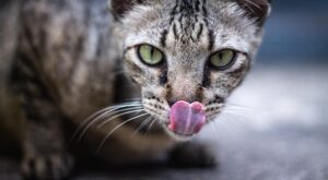 Rüyada Lamba Işığı Görmek