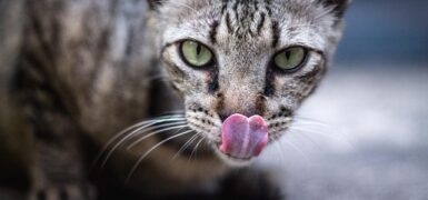 Rüyada Lamba Işığı Görmek