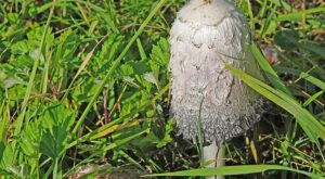 Rüyada Okul Ve Öğrenciler Görmek