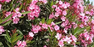 Rüyada Ortanca Çiçeği Görmek