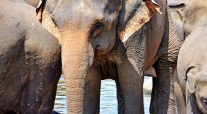 Rüyada Oya Boncuğu Görmek