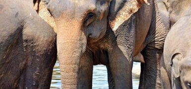 Rüyada Oya Boncuğu Görmek