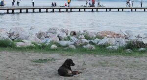 Rüyada Oynayan İnsanlar Görmek