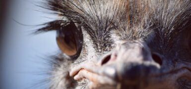 Rüyada Deve Kuşu Yumurta Görmek