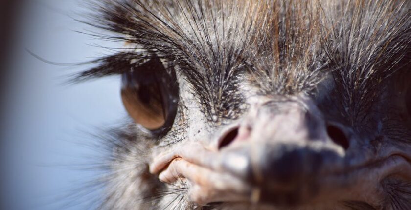 Rüyada Deve Kuşu Yumurta Görmek