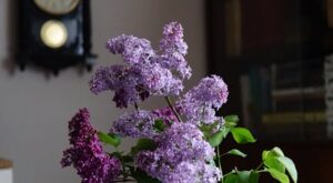 Rüyada Çiğdem Toplamak Rüyada Çiğdem Toplamak