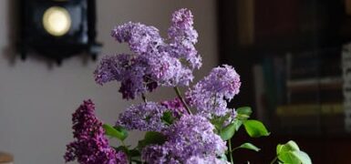 Rüyada Çiğdem Toplamak