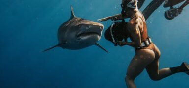 Rüyada Köpekbalığı Tarafından Isırılmak