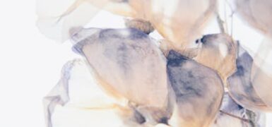 Rüyada Çiçekli Porselen Tabak Görmek