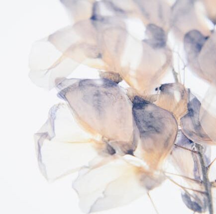 Rüyada Çiçekli Porselen Tabak Görmek