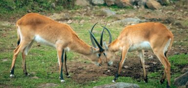 Rüyada Birine Kafa Atmak