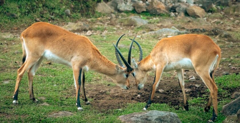 Rüyada Birine Kafa Atmak