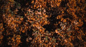 Rüyada Ayak Altı Görmek