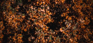 Rüyada Ayak Altı Görmek