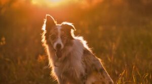 Rüyada Çoban Olduğunu Görmek