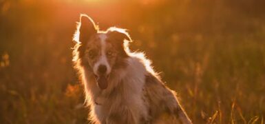 Rüyada Çoban Olduğunu Görmek