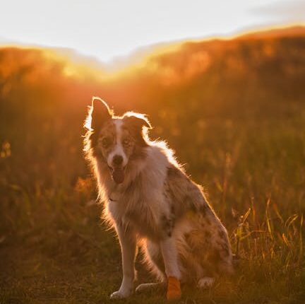 Rüyada Çoban Olduğunu Görmek