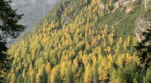 Rüyada Sevgilinin Eve Gelmesi