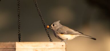 Rüyada Birine Telefon Vermek