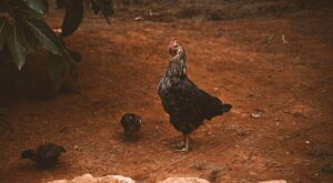 Rüyada Civciv Görmek