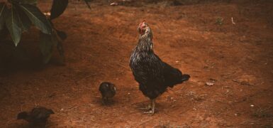 Rüyada Civciv Görmek