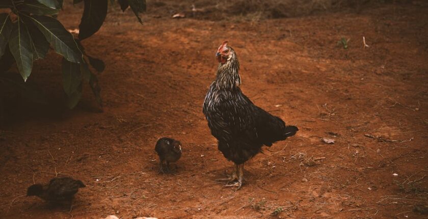 Rüyada Civciv Görmek